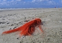 Texel  Strand  PICT 1768_Bildgröße ändern